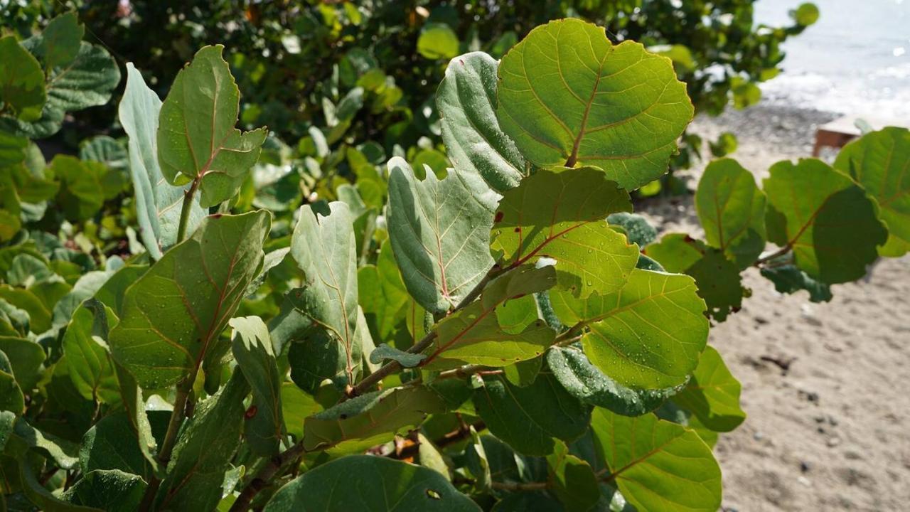 קולברה Coqui Beach Home, Culebra מראה חיצוני תמונה